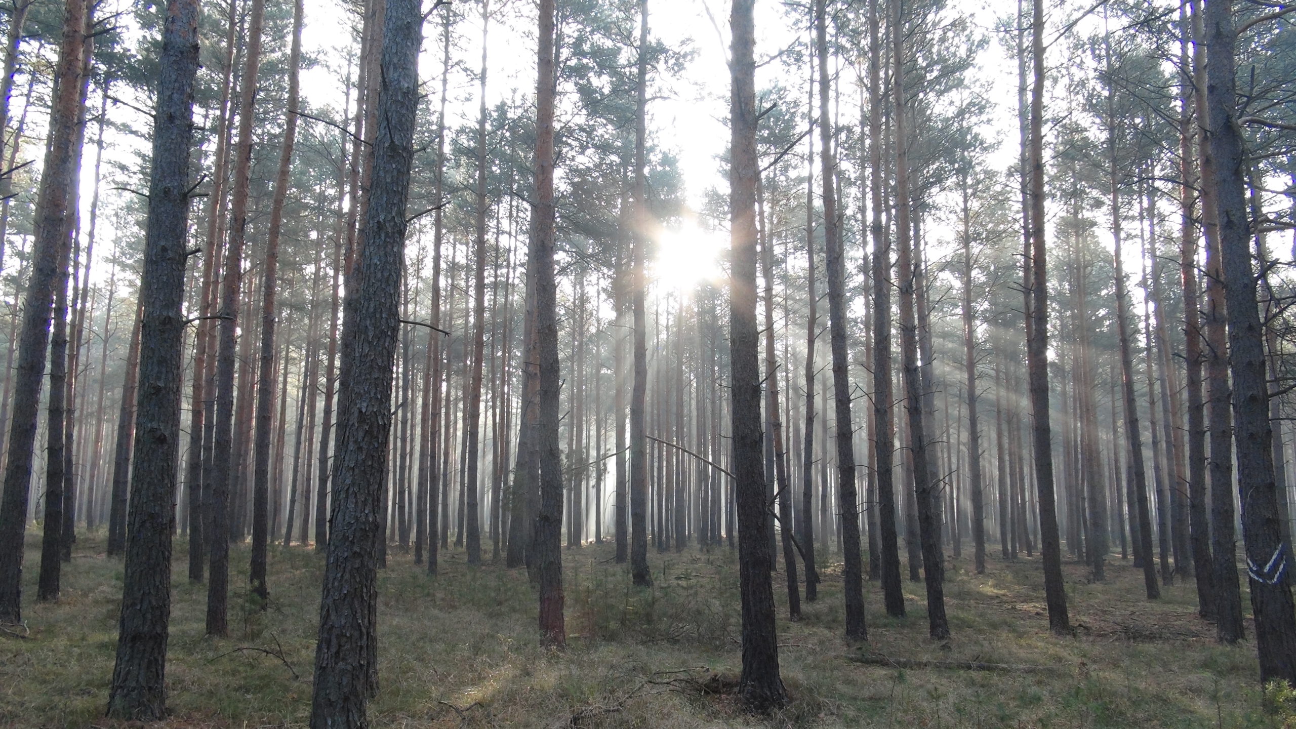 Eerie battlefield forest