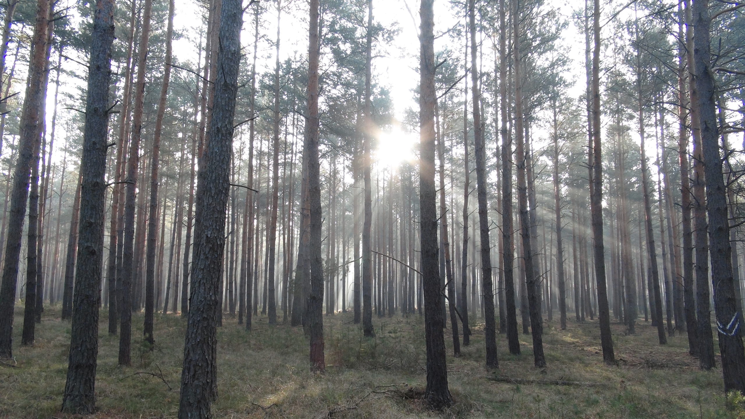 Eerie battlefield forest